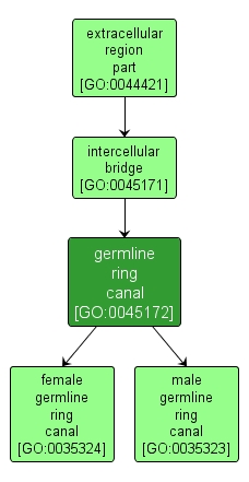 GO:0045172 - germline ring canal (interactive image map)