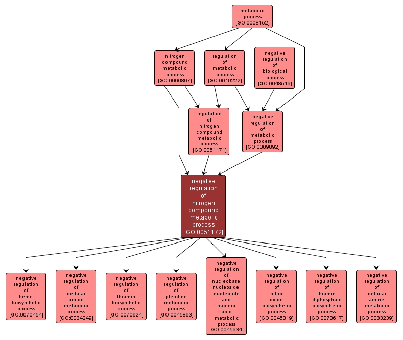 GO:0051172 - negative regulation of nitrogen compound metabolic process (interactive image map)