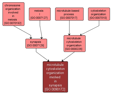 GO:0090172 - microtubule cytoskeleton organization involved in synapsis (interactive image map)