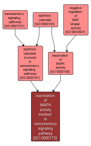 GO:0000173 - inactivation of MAPK activity involved in osmosensory signaling pathway (interactive image map)