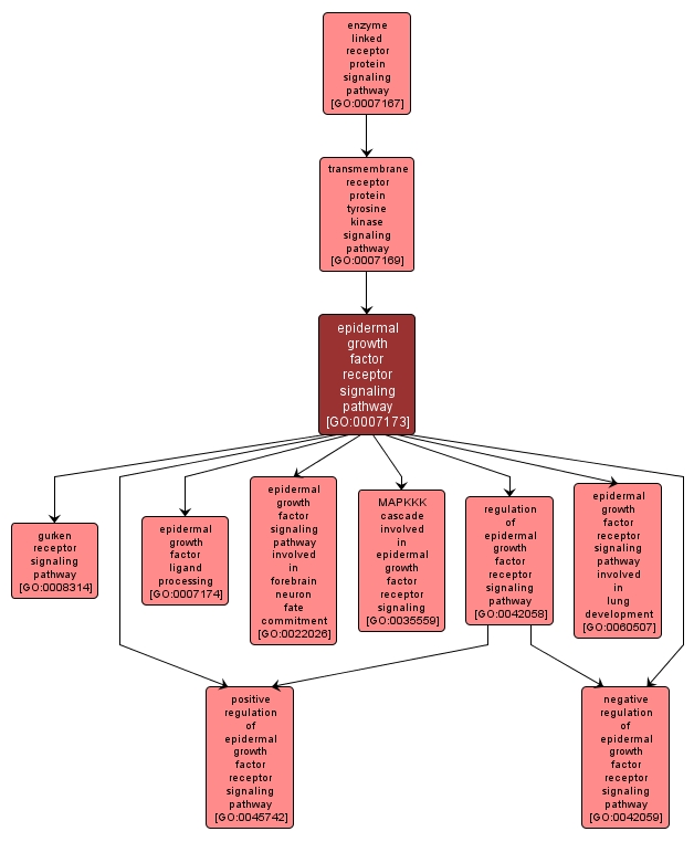 GO:0007173 - epidermal growth factor receptor signaling pathway (interactive image map)