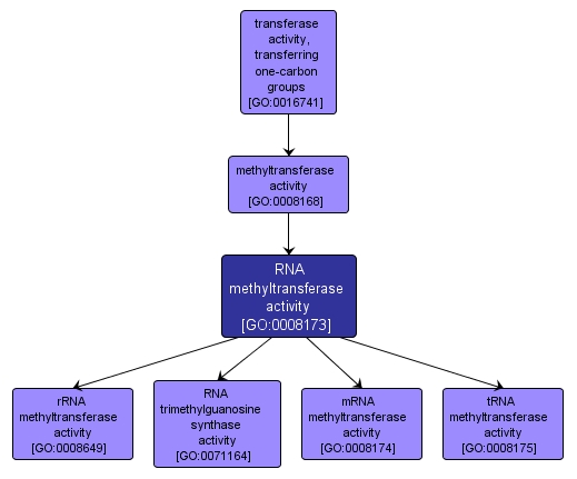 GO:0008173 - RNA methyltransferase activity (interactive image map)