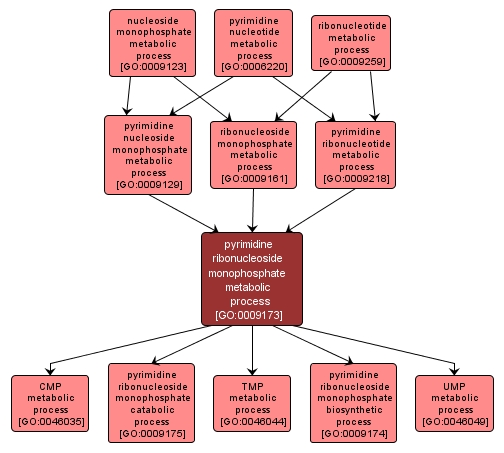 GO:0009173 - pyrimidine ribonucleoside monophosphate metabolic process (interactive image map)
