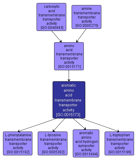 GO:0015173 - aromatic amino acid transmembrane transporter activity (interactive image map)