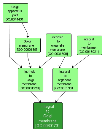 GO:0030173 - integral to Golgi membrane (interactive image map)