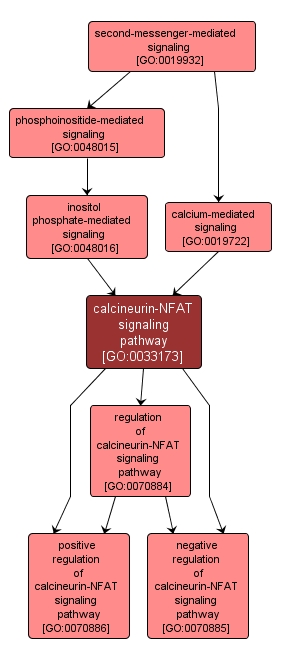 GO:0033173 - calcineurin-NFAT signaling pathway (interactive image map)