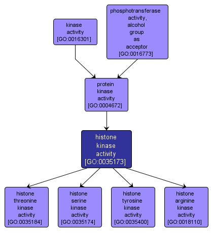 GO:0035173 - histone kinase activity (interactive image map)