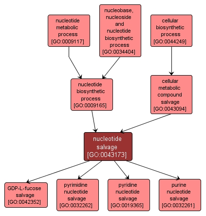 GO:0043173 - nucleotide salvage (interactive image map)