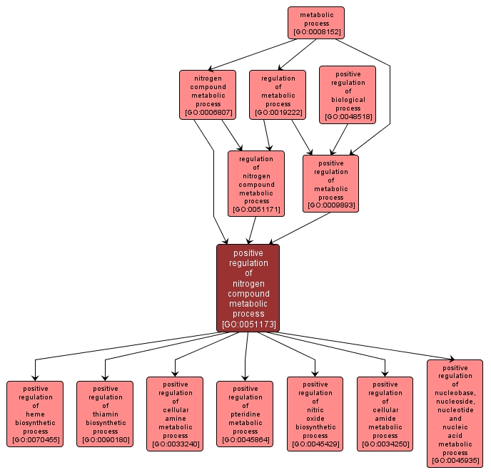 GO:0051173 - positive regulation of nitrogen compound metabolic process (interactive image map)