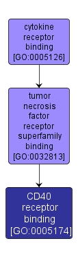 GO:0005174 - CD40 receptor binding (interactive image map)