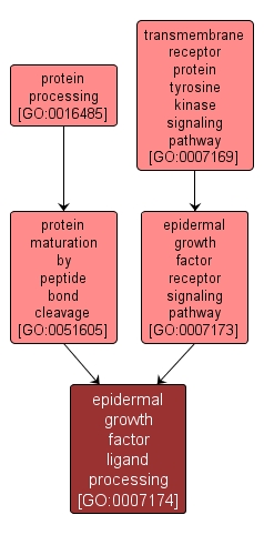 GO:0007174 - epidermal growth factor ligand processing (interactive image map)