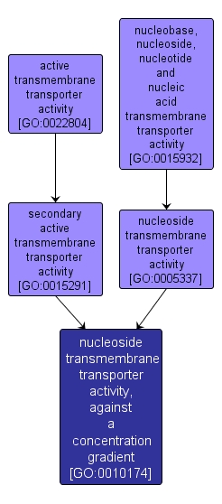GO:0010174 - nucleoside transmembrane transporter activity, against a concentration gradient (interactive image map)