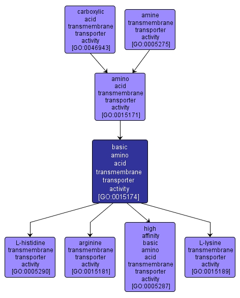 GO:0015174 - basic amino acid transmembrane transporter activity (interactive image map)