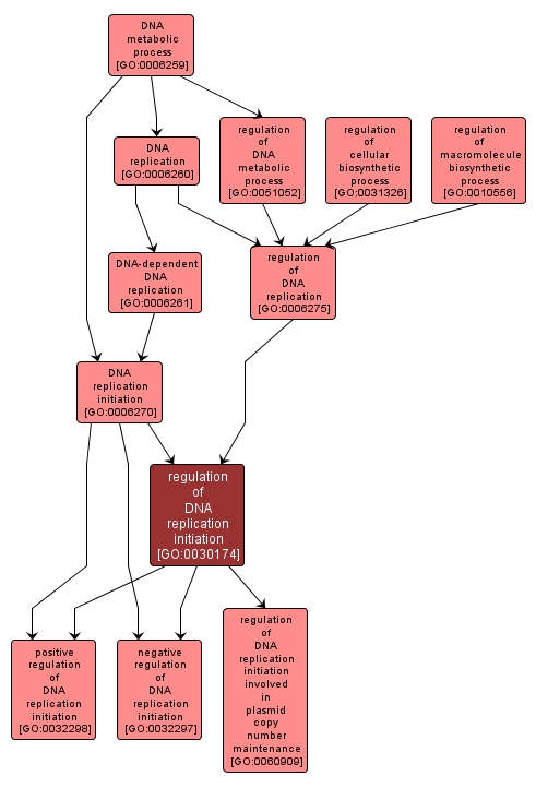 GO:0030174 - regulation of DNA replication initiation (interactive image map)