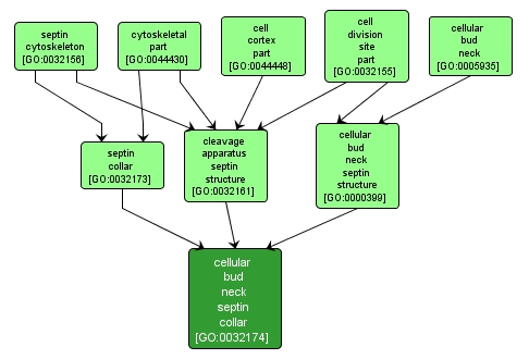 GO:0032174 - cellular bud neck septin collar (interactive image map)