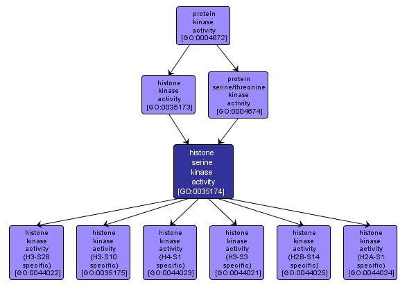 GO:0035174 - histone serine kinase activity (interactive image map)