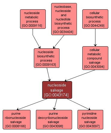 GO:0043174 - nucleoside salvage (interactive image map)