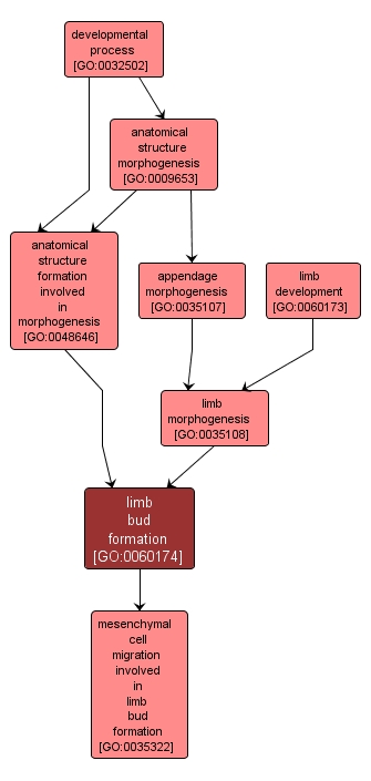 GO:0060174 - limb bud formation (interactive image map)