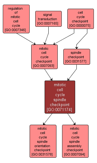 GO:0071174 - mitotic cell cycle spindle checkpoint (interactive image map)