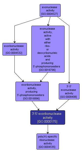 GO:0000175 - 3'-5'-exoribonuclease activity (interactive image map)