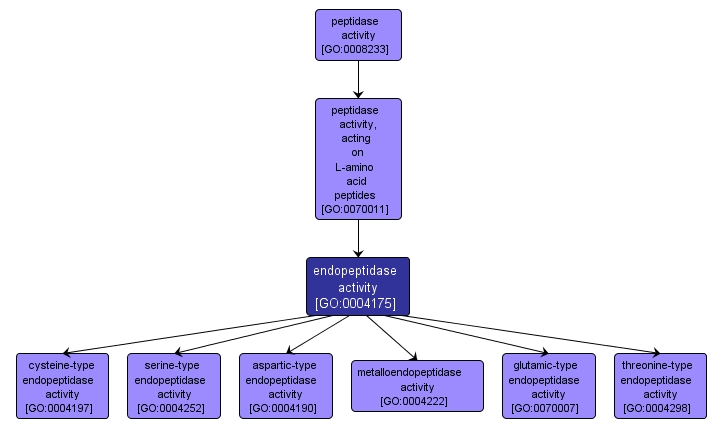 GO:0004175 - endopeptidase activity (interactive image map)