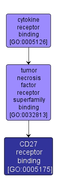 GO:0005175 - CD27 receptor binding (interactive image map)