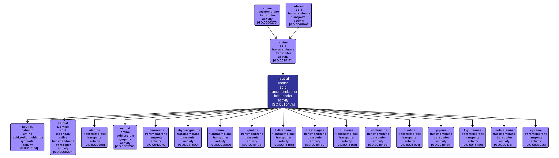 GO:0015175 - neutral amino acid transmembrane transporter activity (interactive image map)