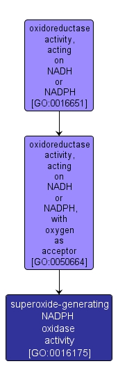 GO:0016175 - superoxide-generating NADPH oxidase activity (interactive image map)