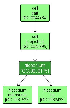 GO:0030175 - filopodium (interactive image map)