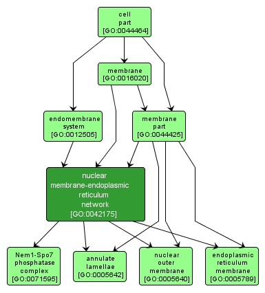 GO:0042175 - nuclear membrane-endoplasmic reticulum network (interactive image map)