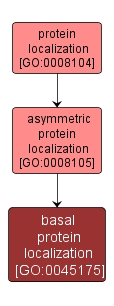 GO:0045175 - basal protein localization (interactive image map)
