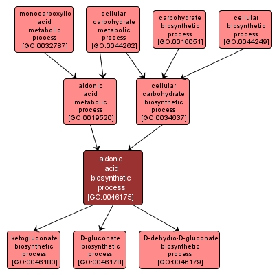 GO:0046175 - aldonic acid biosynthetic process (interactive image map)