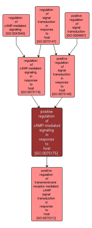 GO:0075175 - positive regulation of cAMP-mediated signaling in response to host (interactive image map)