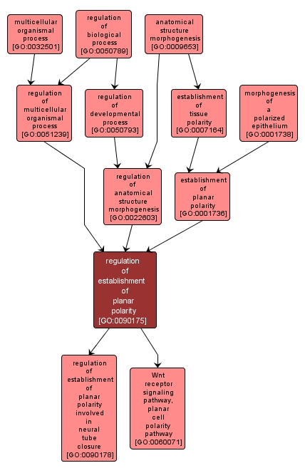 GO:0090175 - regulation of establishment of planar polarity (interactive image map)