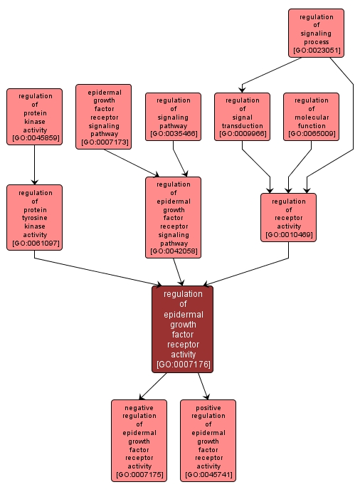 GO:0007176 - regulation of epidermal growth factor receptor activity (interactive image map)