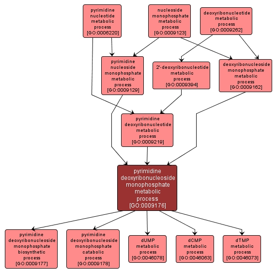 GO:0009176 - pyrimidine deoxyribonucleoside monophosphate metabolic process (interactive image map)