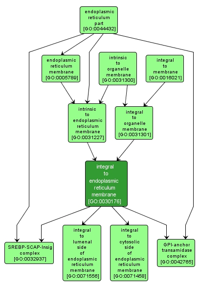 GO:0030176 - integral to endoplasmic reticulum membrane (interactive image map)