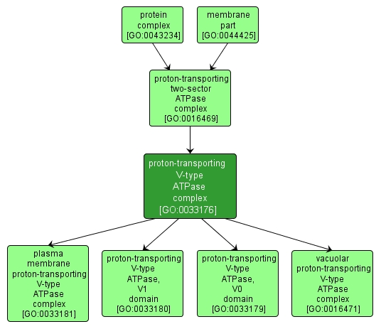 GO:0033176 - proton-transporting V-type ATPase complex (interactive image map)