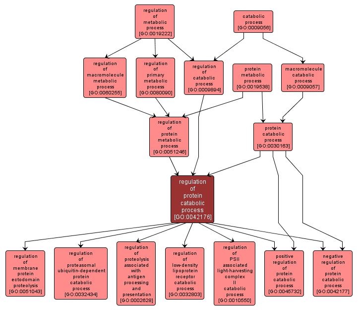 GO:0042176 - regulation of protein catabolic process (interactive image map)