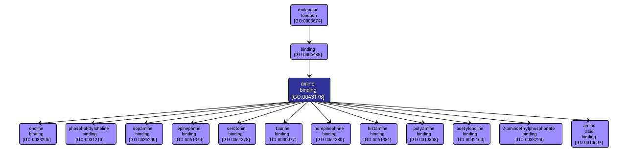 GO:0043176 - amine binding (interactive image map)