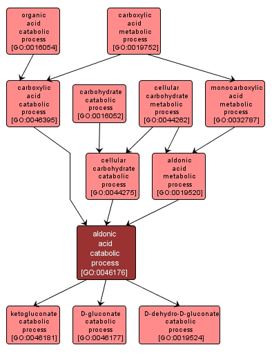 GO:0046176 - aldonic acid catabolic process (interactive image map)