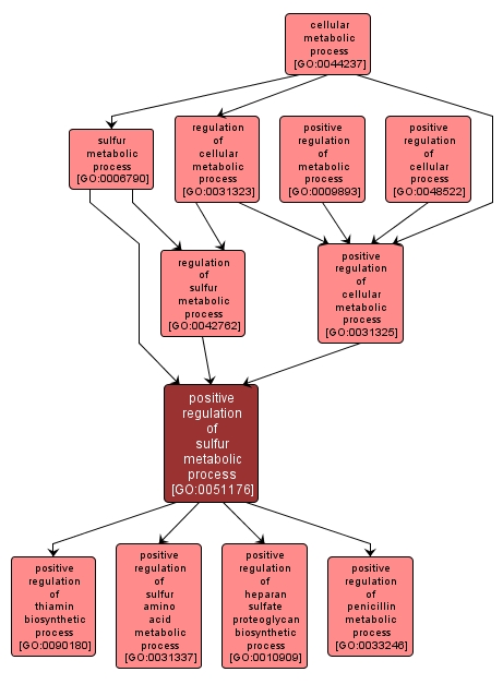 GO:0051176 - positive regulation of sulfur metabolic process (interactive image map)