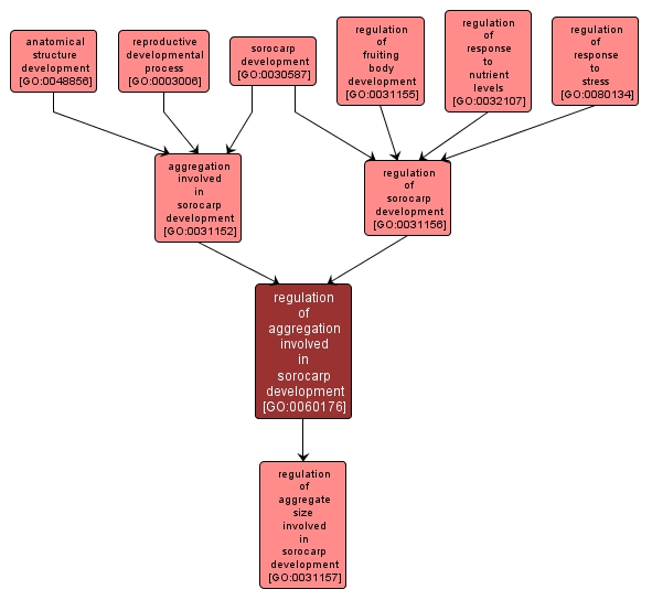 GO:0060176 - regulation of aggregation involved in sorocarp development (interactive image map)