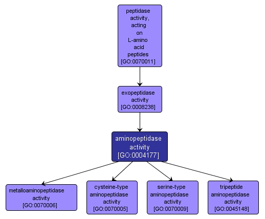 GO:0004177 - aminopeptidase activity (interactive image map)