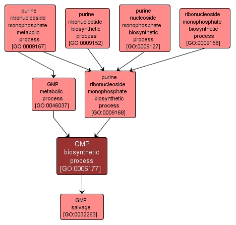 GO:0006177 - GMP biosynthetic process (interactive image map)