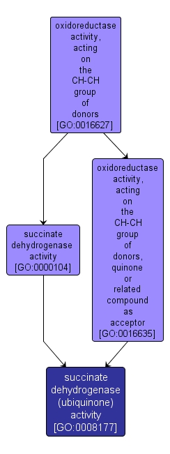 GO:0008177 - succinate dehydrogenase (ubiquinone) activity (interactive image map)