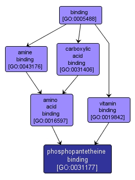 GO:0031177 - phosphopantetheine binding (interactive image map)