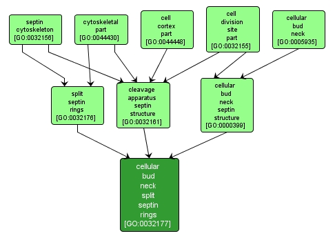 GO:0032177 - cellular bud neck split septin rings (interactive image map)