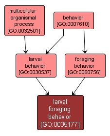 GO:0035177 - larval foraging behavior (interactive image map)