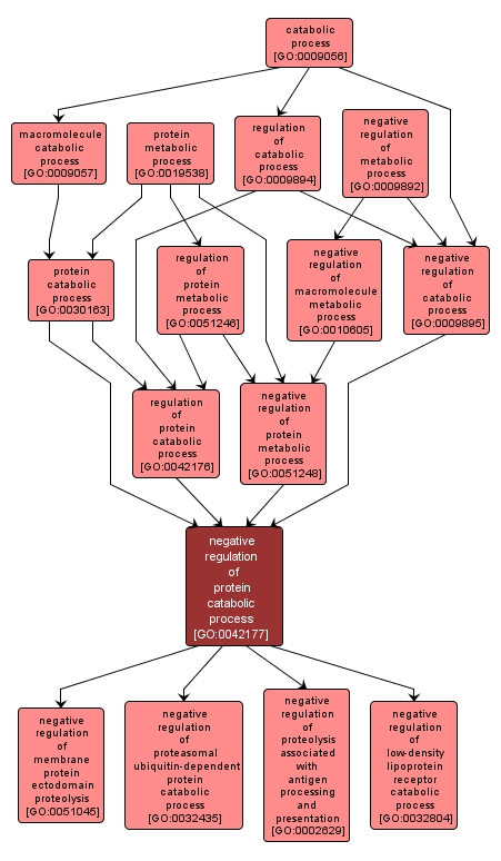 GO:0042177 - negative regulation of protein catabolic process (interactive image map)